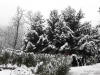 LA "MAGICA" FLORA DI ISSOGNE (AO)