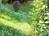 Flora-1