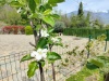 Flora-6